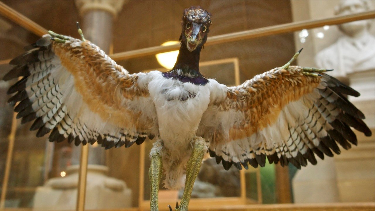 Archaeopteryx