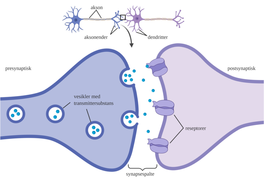 Synapse