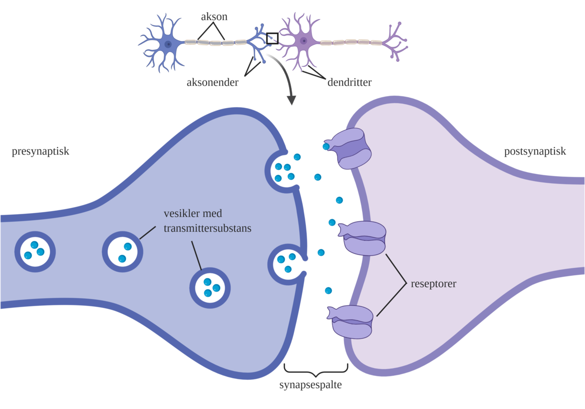 Synapse